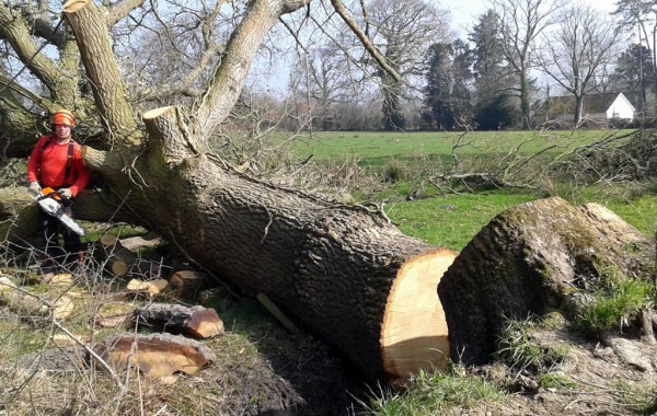 Tree Felling