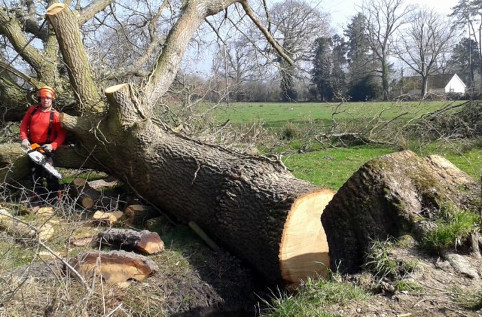 Tree Felling