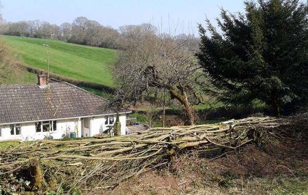 Hedge Laying