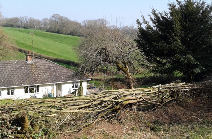 Hedge Laying