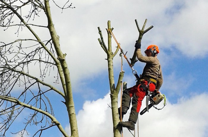 Limb Removal