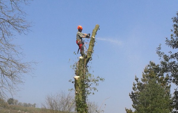 Tree Dismantling