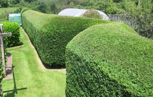 Hedge Trimming Services