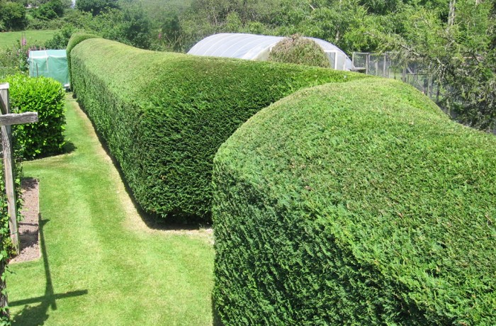 Hedge Trimming Services