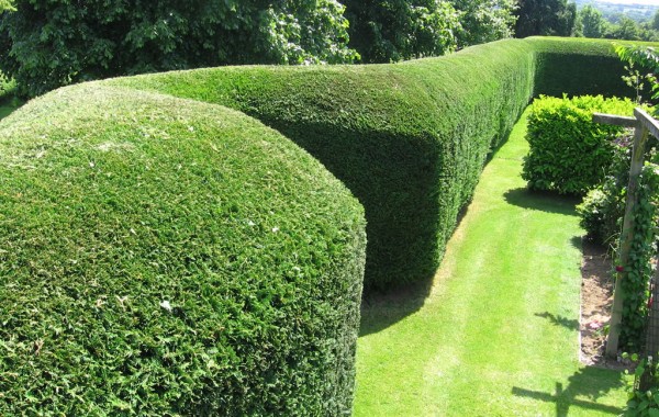 Hedge Shaping