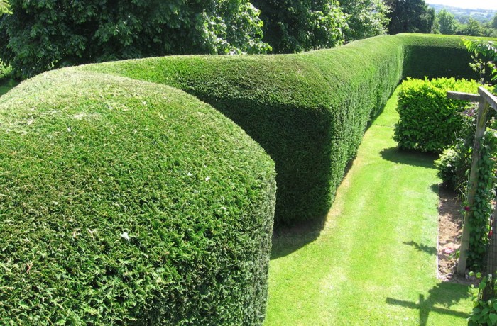 Hedge Shaping