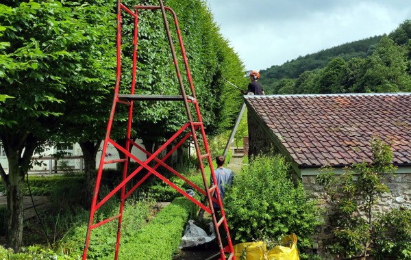 Hedge Trimming Services