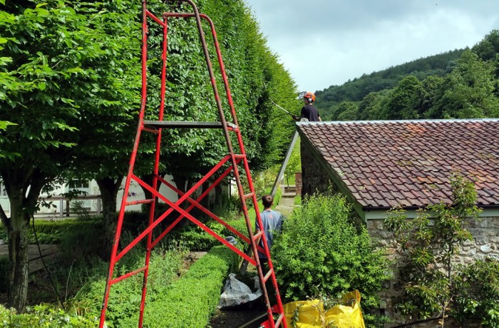 Hedge Trimming Services