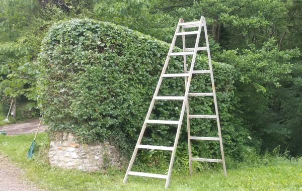 Hedge Trimming Services