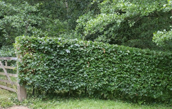 Hedge Trimming Services