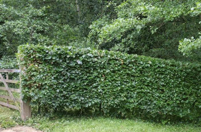 Hedge Trimming Services